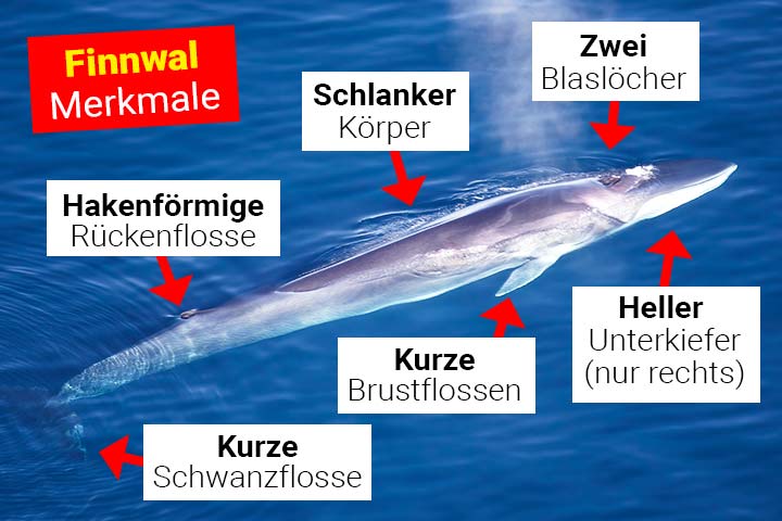 Finnwal Aussehen und Körperbau