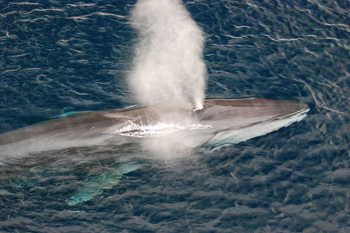 Blasloch eines Finnwals