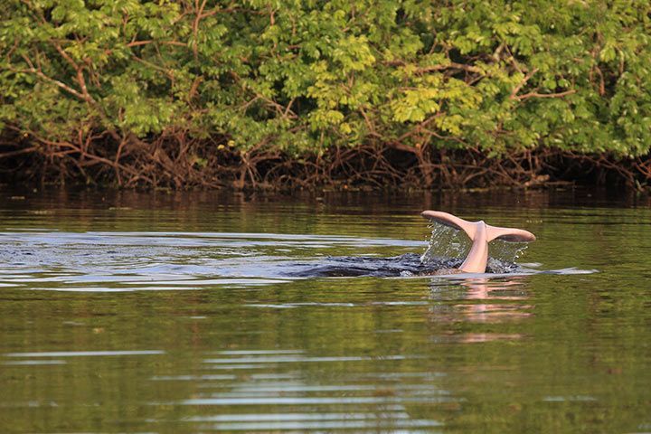 Flussdelfin