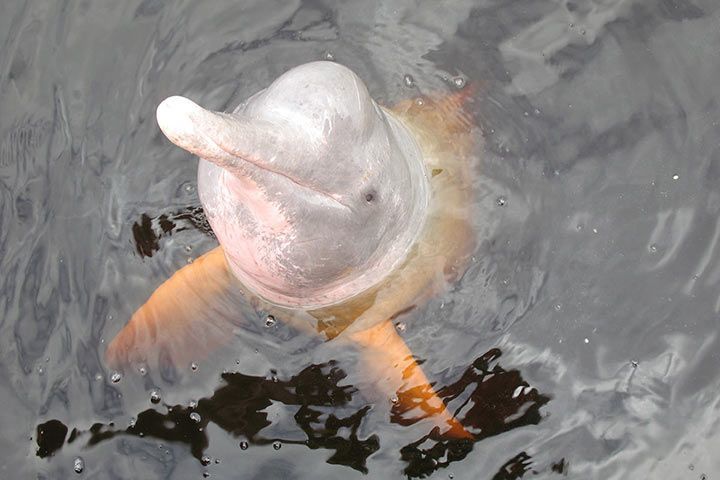 Flussdelfin