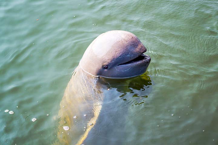 Irawadidelfin