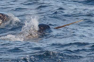 Erstaunliche Entdeckung: Im Stoßzahn des Narwals steckt eine zweite Spirale Erstaunliche Entdeckung: Im Stoßzahn des Narwals steckt eine zweite Spirale