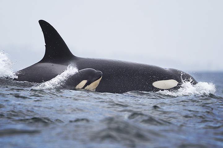 Orca