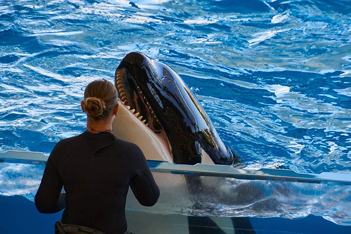 Ein Orca muss in einem Delfinarium Tricks zeigen