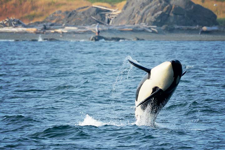Orca springt aus dem Wasser