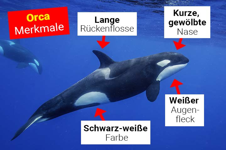 Orca Körperbau und Aussehen