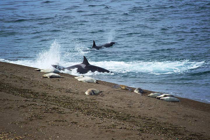 Orcas jagen Robben, die sich am Strand in Sicherheit glauben