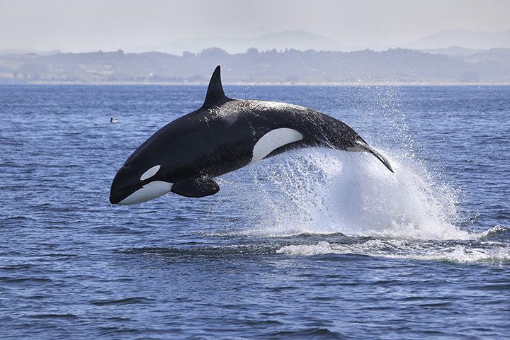 Orca - Tier-Steckbrief - für Kinder & Schule