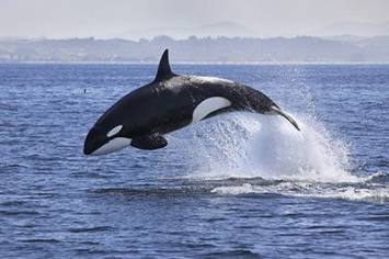 Orca