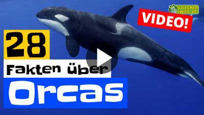 Orca-Video - 28 Fakten über Orcas
