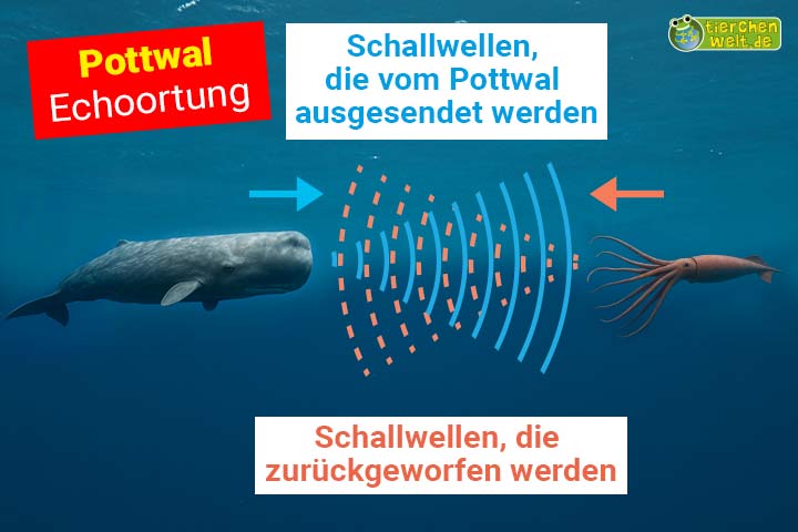 Der Pottwal benutzt Echoortung