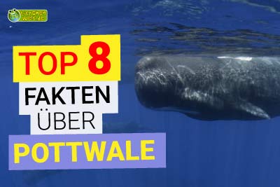 Top 8 Fakten über Pottwale