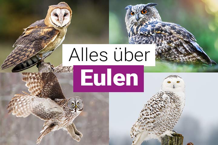 Alles über Eulen