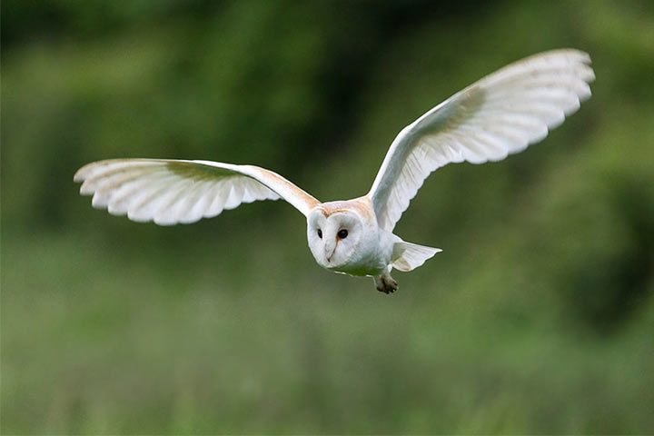 Schleiereulen fliegen beinahe lautlos