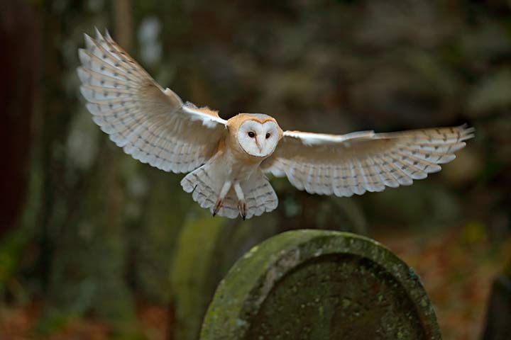 Schleiereule im Flug