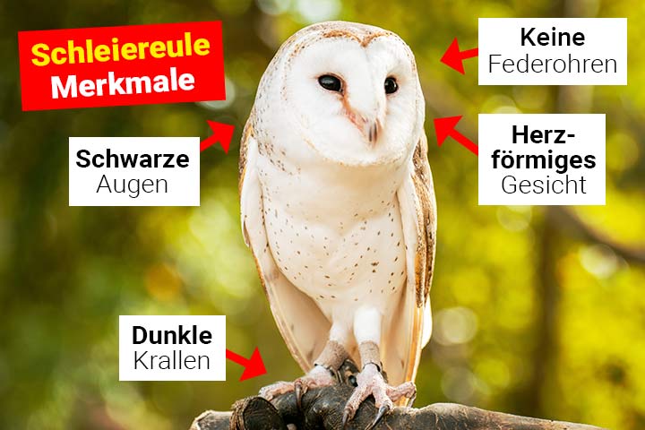 Schleiereule Merkmale