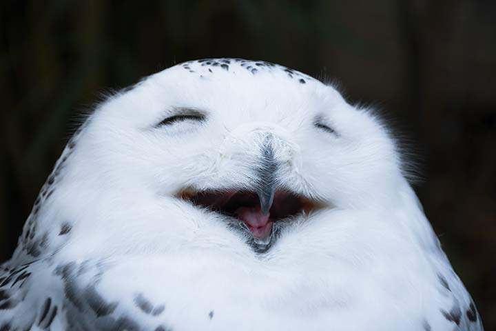 Lachende Schneeeule