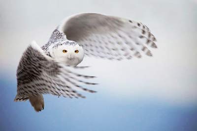 Schneeeule