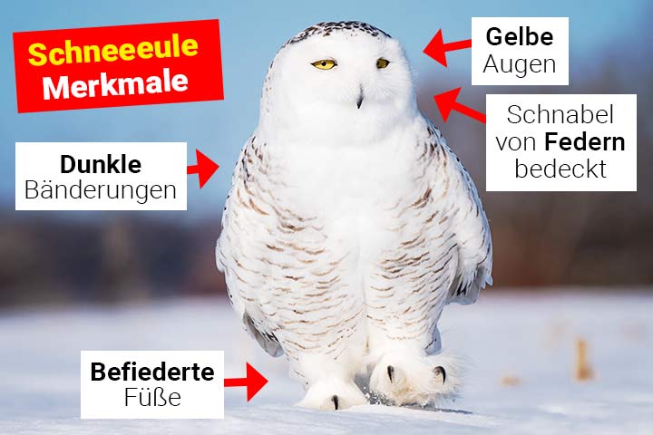 Schneeeule Merkmale