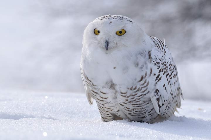 Schneeeule in der Arktis