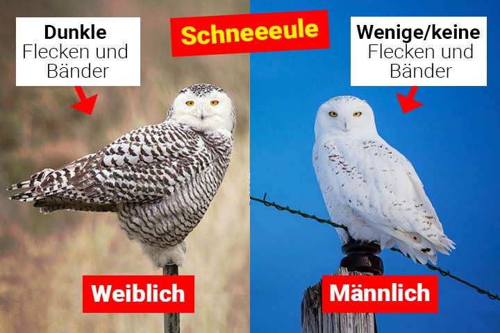 Weibliche oder männliche Schneeeule – Wo ist der Unterschied?