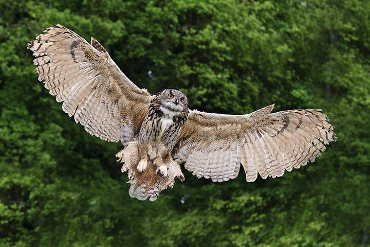 Ein Uhu breitet im Flug seine Flügel aus