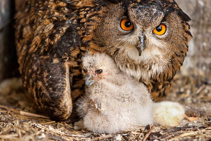 Eine Uhu-Mutter und ihr Küken