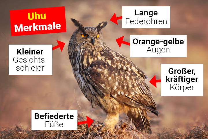 Uhu Merkmale