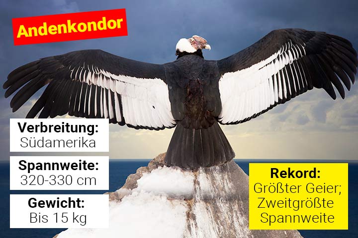 Andenkondor