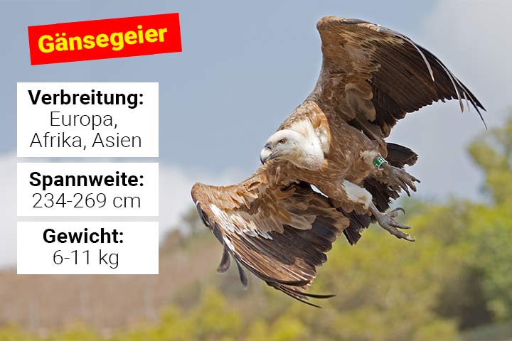 Gänsegeier