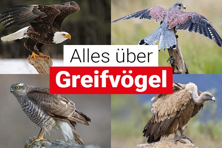 Alles über Greifvögel