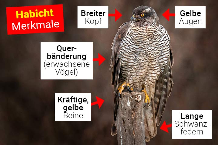 Habicht Körperbau und Aussehen