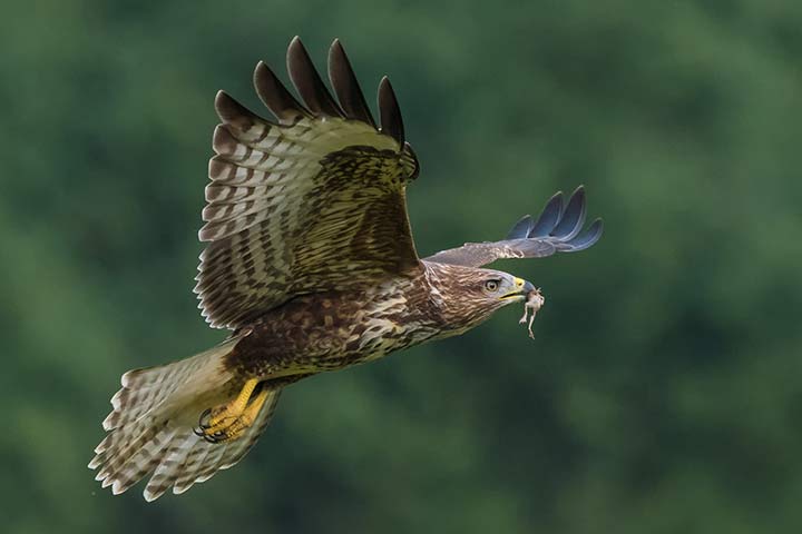 Mäusebussard