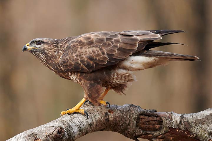 Mäusebussard