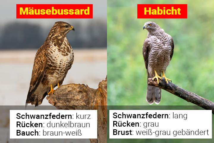 Mäusebussard oder Habicht