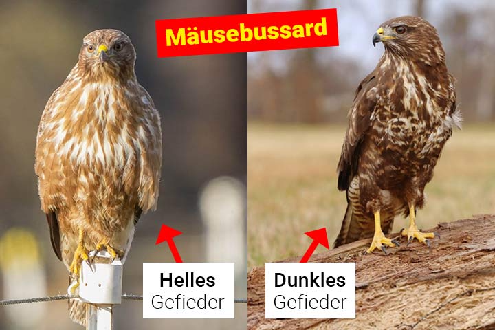 Mäusebussard