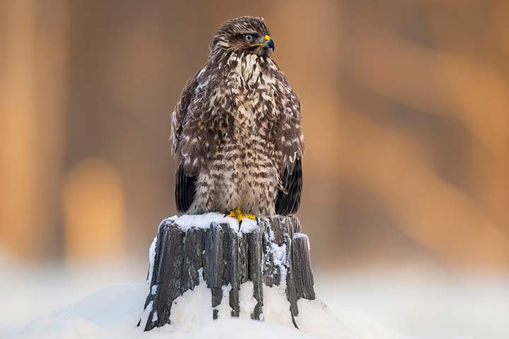 Mäusebussard