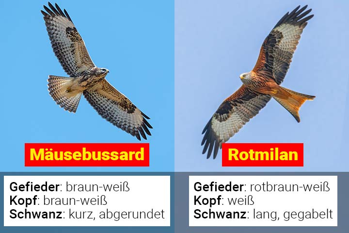 Mäusebussard