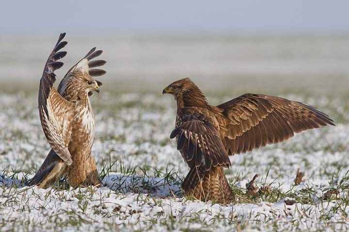 Mäusebussard