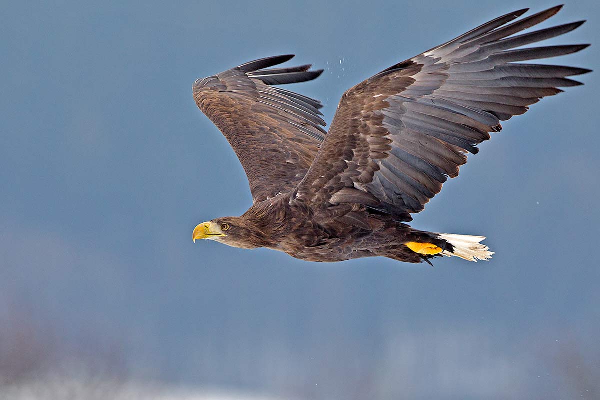 Seeadler