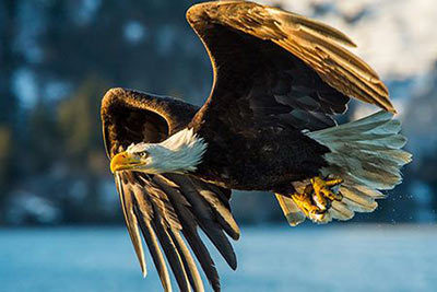 Weißkopfseeadler - Lebensraum, Brutzeit, Feinde, Ernährung und mehr