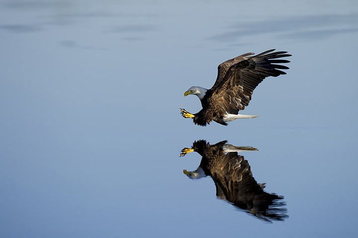 Weißkopfseeadler