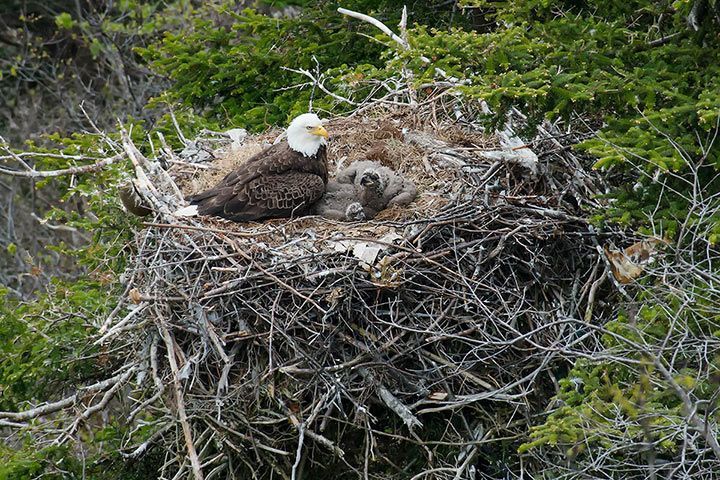 Weißkopfseeadler-Nest