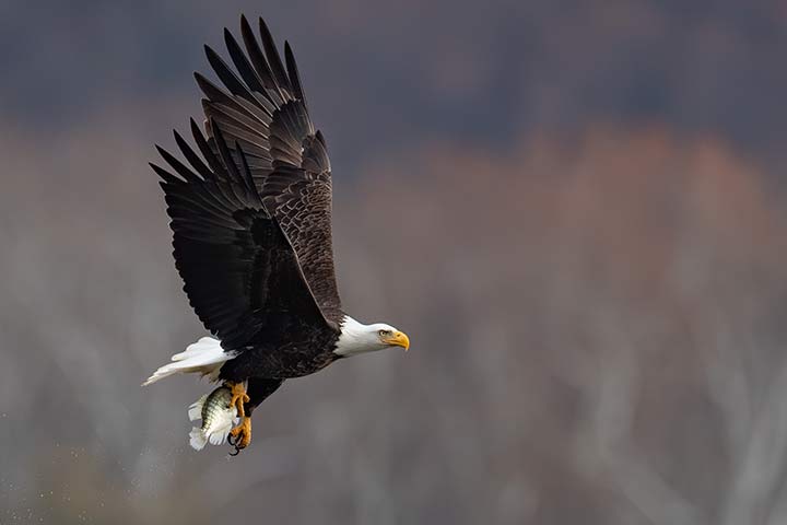 Ein Weißkopfseeadler hat einen Fisch gefangen und hält ihn während es Flugs mit seinen Krallen fest