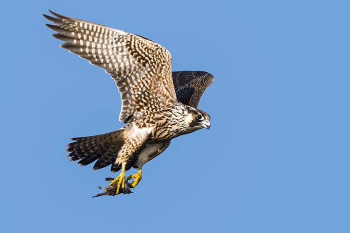 Ein Wanderfalke hält ein Beutetier in seinen Krallen während er fliegt
