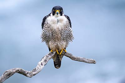 Wanderfalke