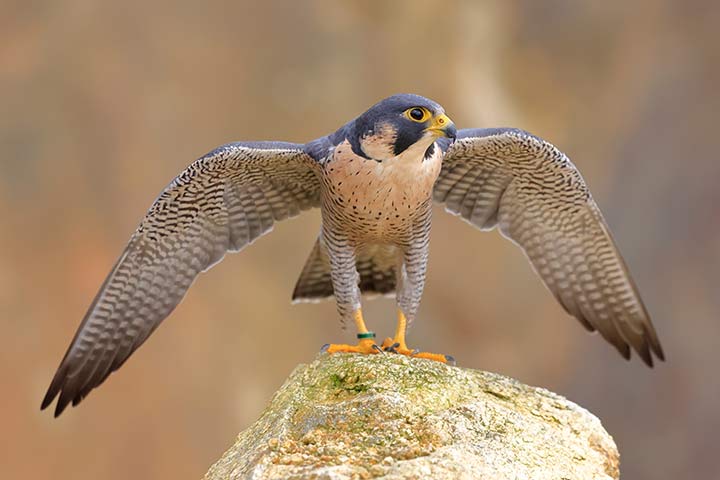 Die Flügel des Wanderfalken sind perfekt für schnelle Richtungswechsel geformt