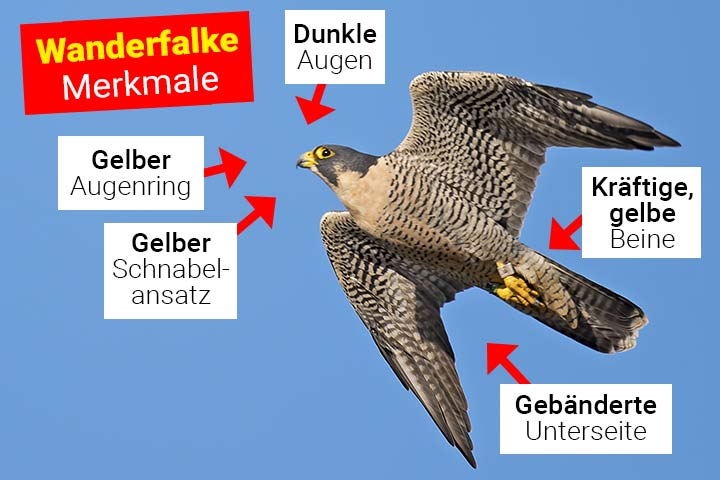 Wanderfalke Körperbau und Aussehen