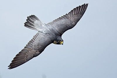 Die schnellsten Vögel