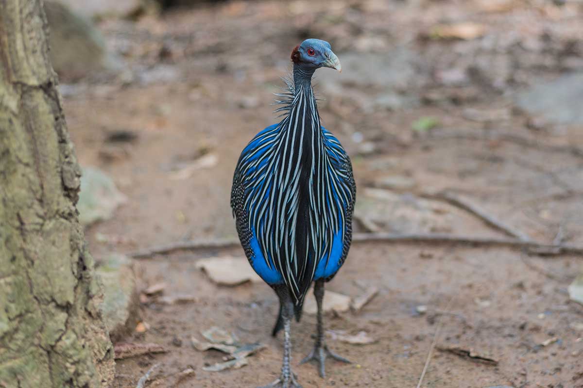 Geierperlhuhn